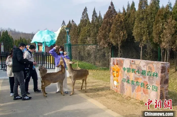 图为郑州新密伏羲山景区里小鹿和游客互动。　新密伏羲山景区供图