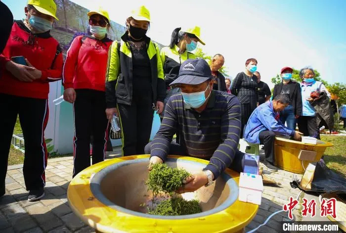 不少游客专门驱车前来，开启一场别样的“茶之旅”。　许昌银 摄