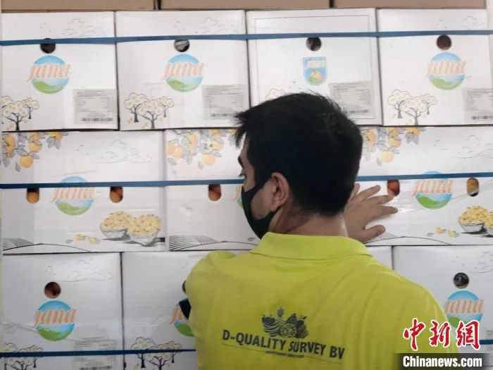 Job在江南市场进口水果交易区查看水果质量 孙秋霞 摄
