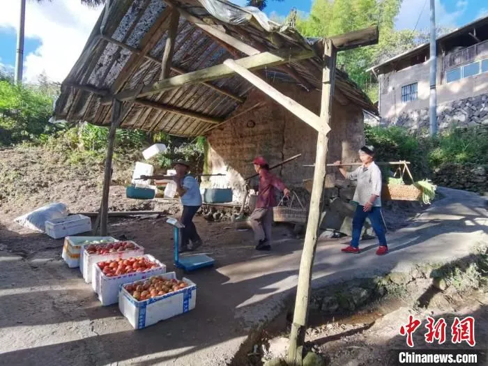 村民挑着自家农货来到收购点。　胡亦心 摄 摄