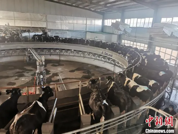 图为杭锦后旗和平村现代化奶牛养殖基地。　马知远 摄