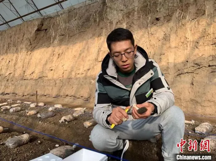图为刘瑞在大棚查看羊肚菌长势。　受访者供图