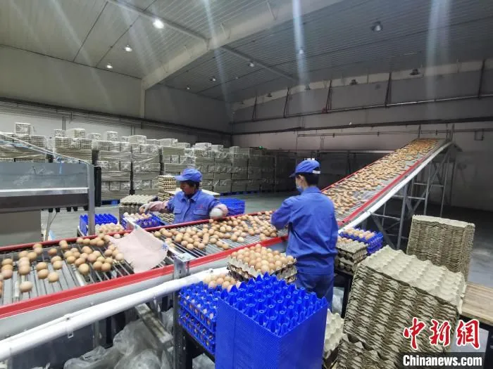 山西省石楼县金鸡产业园区，饲料加工可消化全县约20万亩玉米种植产量。　高瑞峰 摄