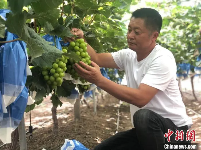 王继成书记正在自家的葡萄园内忙碌。　刘林 摄