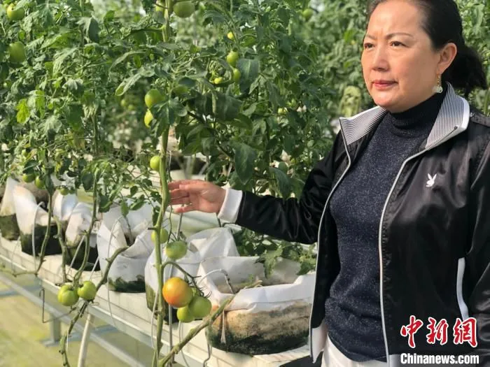 潘晓燕介绍，玻璃温室内种植的蔬菜可以从9月份一直采摘到明年五六月份。　刘林 摄
