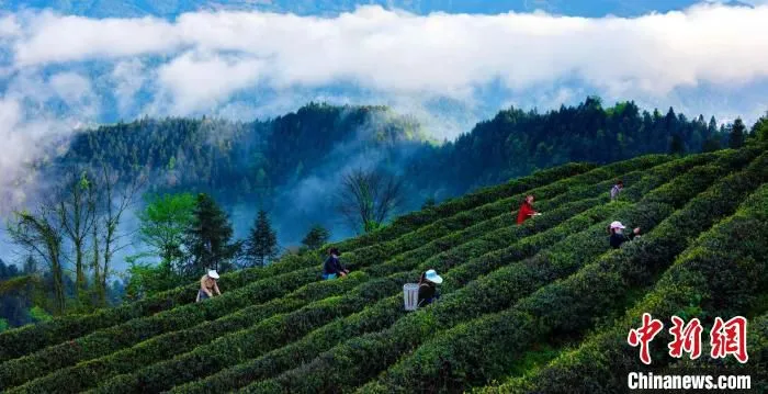 秀山县茶园风光。　秀山县农业农村委供图