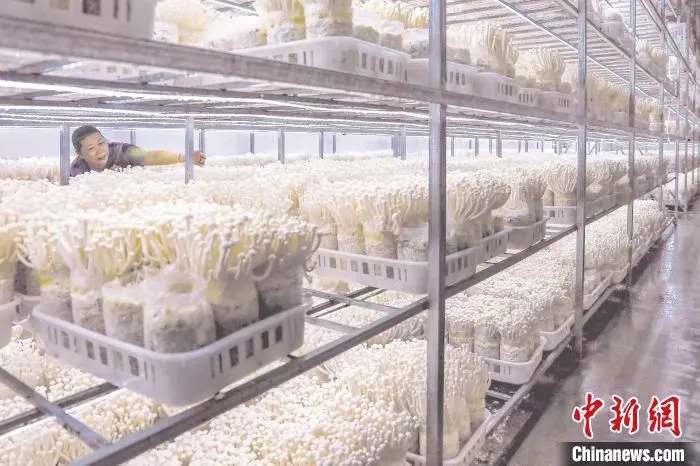 工作人员查看食用菌生长状况。　谢冰媛 供图