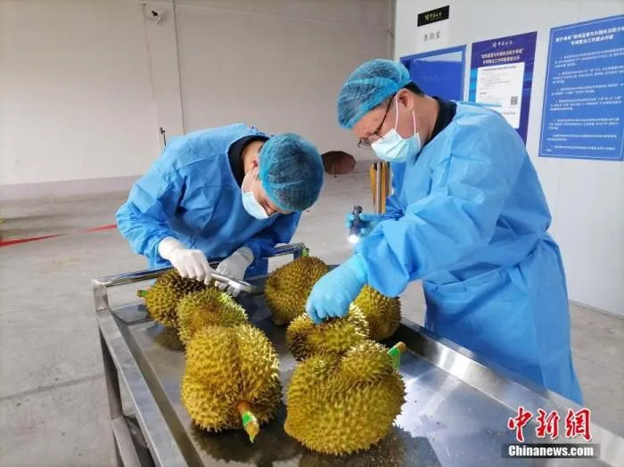 资料图为海关关员对进口榴莲进行查验。 中新社发 赖婧 摄