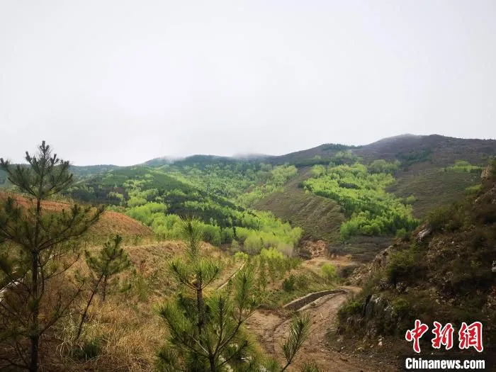 矸石山生态日渐丰富。　范丽芳 摄