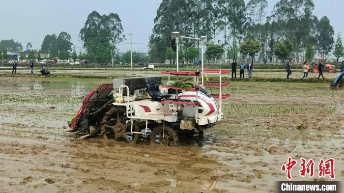 四川乐山夹江县一农场内，无人驾驶高速插秧机正进行插秧作业。　陈选斌 摄