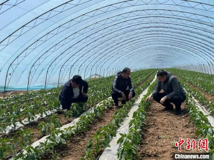 近年来，邢家庄村将村内闲置土地和荒地荒坡进行开发，种植中药材红花等。　长子县融媒体中心供图