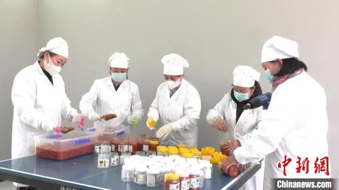 图为“五朵金花”把制作好的辣椒酱装瓶。　满都拉 摄