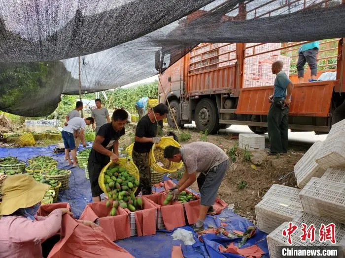 芒果采收后直接装车运走。　记者王晓斌 摄