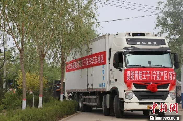 首批蜜瓜发往华东地区消费者餐桌。　王源 摄