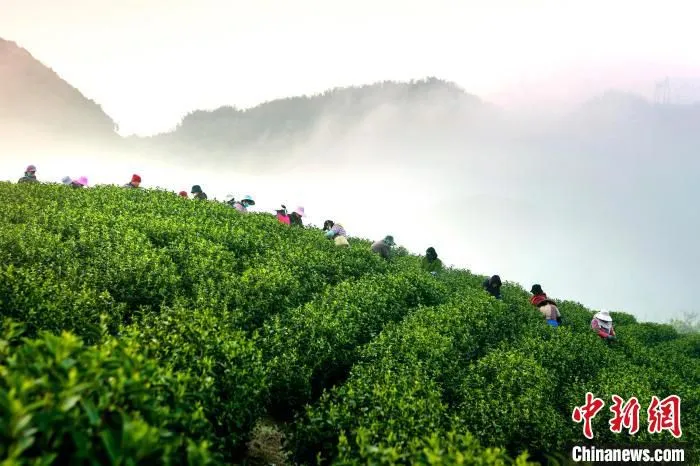 采茶工在采茶 潘学康 摄