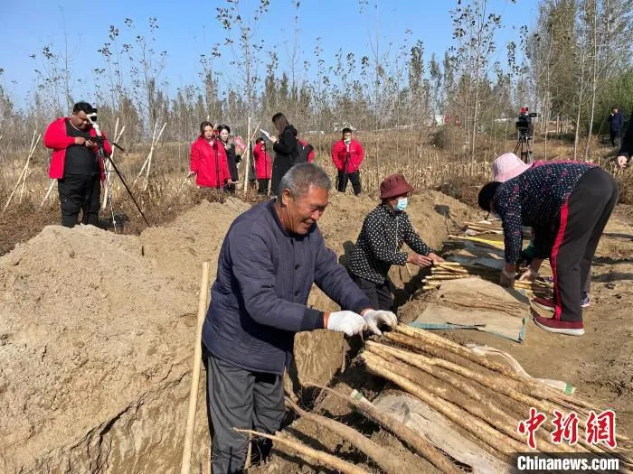 图为网红直播麻山药收获现场。　张旭宁 摄