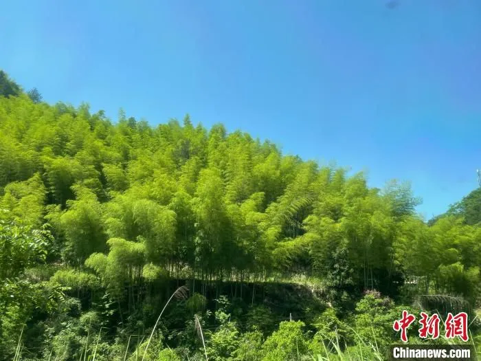 浙江某地郁郁葱葱的竹林。　张斌 摄