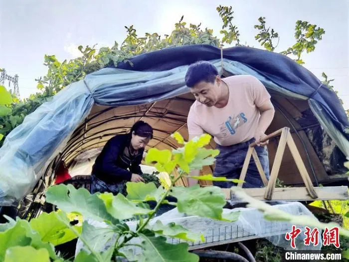 图为蚕农在放养柞蚕。　闻明 摄