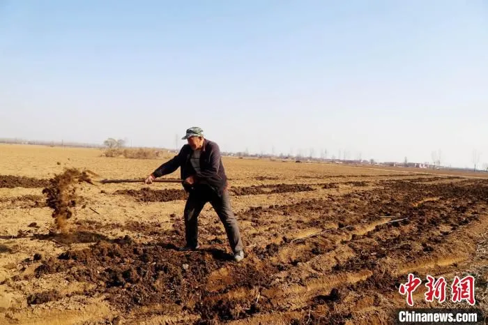村民们种地下功夫，舍得投入，农家肥上得足，连年高产，亩均收入约3000元。　杨建伟 摄