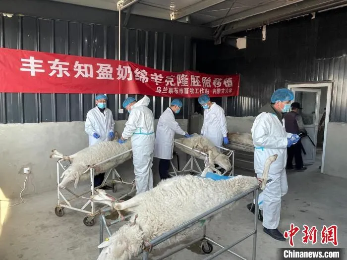 图为李光鹏团队正在将克隆好的胚胎植入母羊体中。　受访者供图