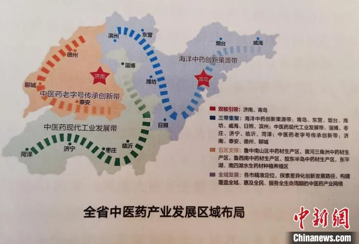 山东中医药产业发展区域布局。　赵晓 摄