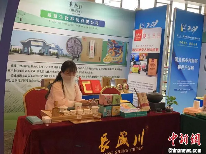 图为茶艺师正在泡湖北青砖茶 武一力 摄