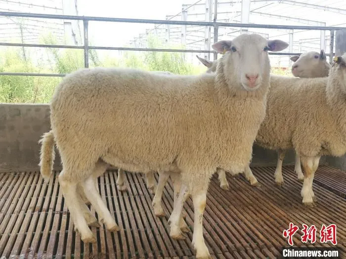图为引进的澳大利亚种羊。　企业供图