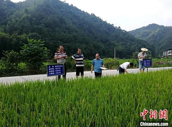农技人员在田间进行技术指导。　李建新 摄