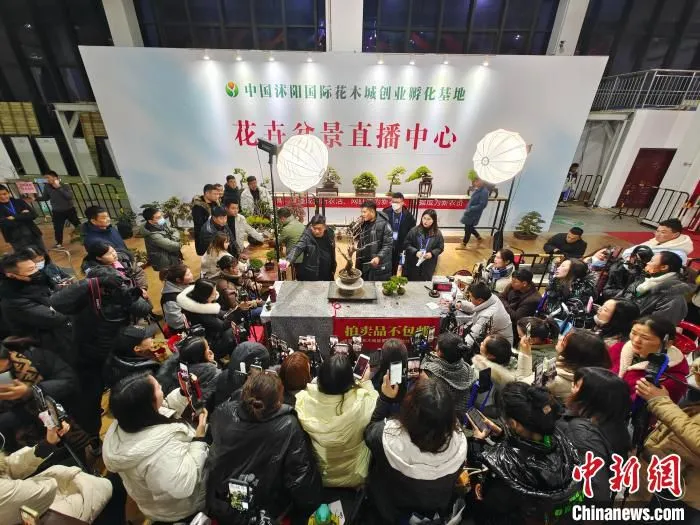 每天的两场盆景拍卖会，都会吸引近60名主播前来直播。　吕述谡 　摄