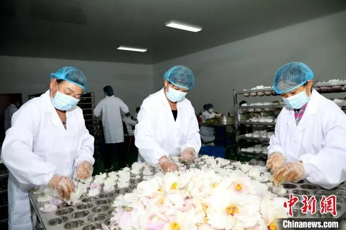 图为工人向定型器中放置鲜花。　石延寿　摄