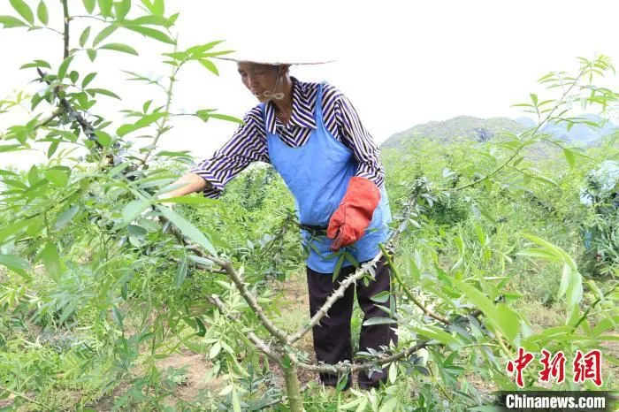 图为村民正在采摘花椒。　文晓俊 摄