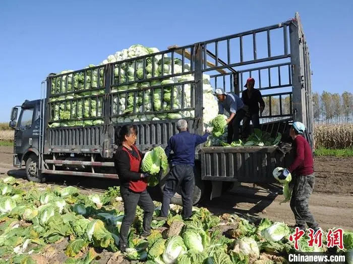 村民孙金国“一地两种”的白菜丰收，村民正在装车。　刘栋 摄