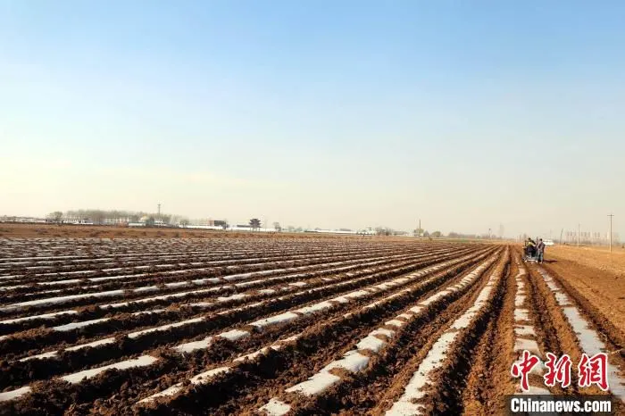目前，辛庄村已种植土豆近千亩，村里有十几台土豆播种机、土豆收获机等农机，能够涵盖耕、种、收等环节。　杨建伟 摄