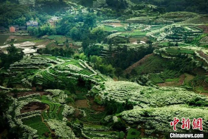 图为福鼎漫山遍野栀子花开。　福鼎市栀子办 供图