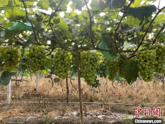 丰硕的“阳光玫瑰”葡萄 王亚鹏 摄