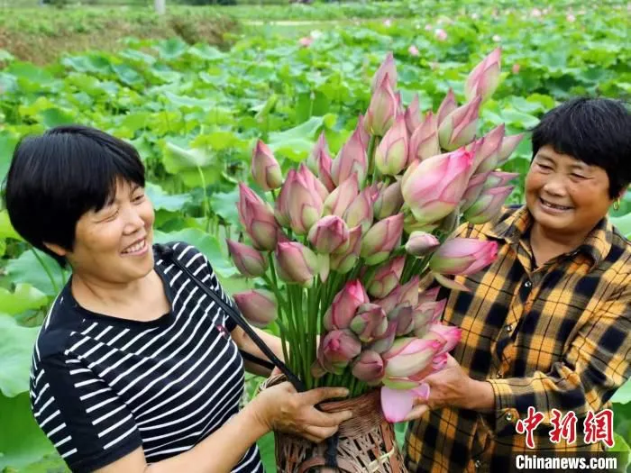 莲农们采摘的荷花。　沈恒阳 摄