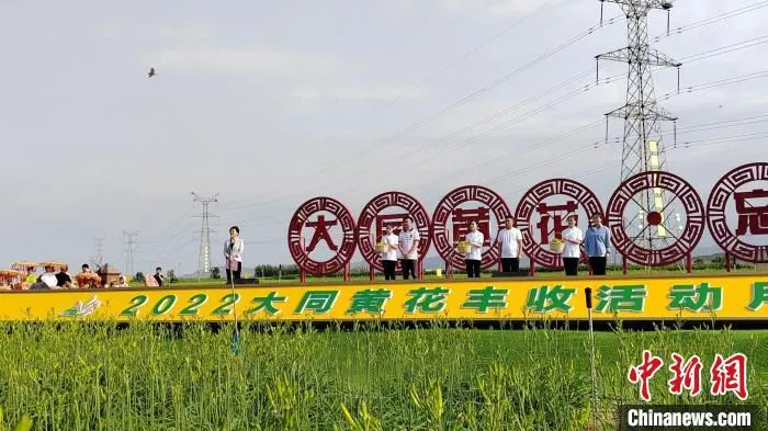 8日，2022年大同黄花丰收活动月启动。　高雨晴 摄