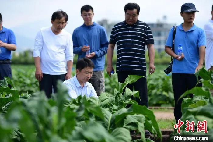 图为农科专家在观察烤烟种植情况。　吴迪 摄