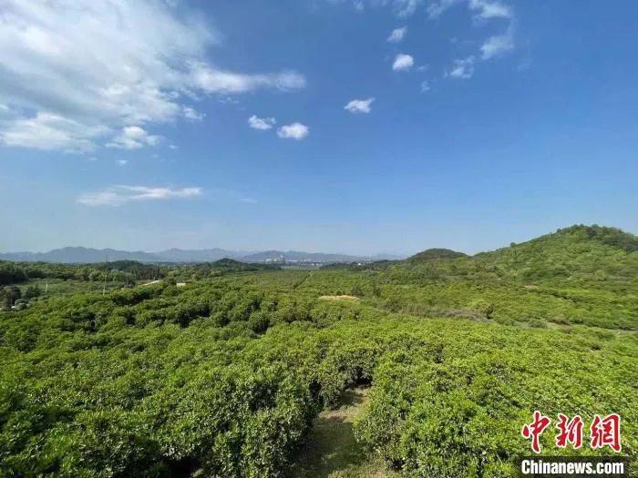 常山胡柚林。　张斌 摄