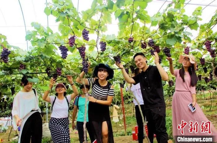 图为游客们体验采摘乐。　吴苏梅 供图