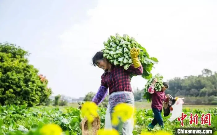 农民收割增城迟菜心(资料图 增城区委宣传部 供图 