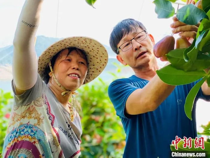 种植大户忙着采摘成熟的莲雾。　永定区委宣传部供图
