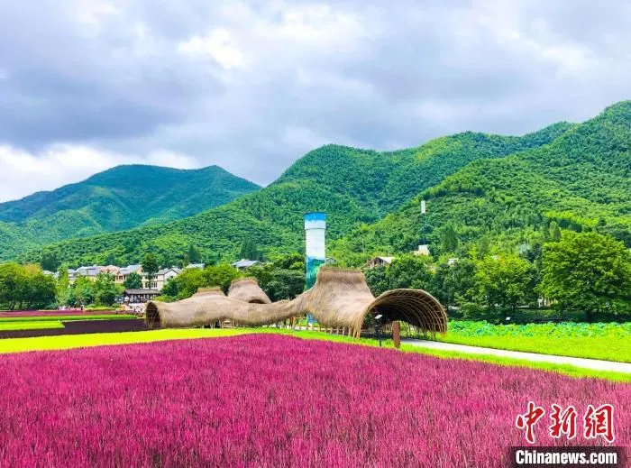 余村五彩水稻田。　两山创旅公司提供