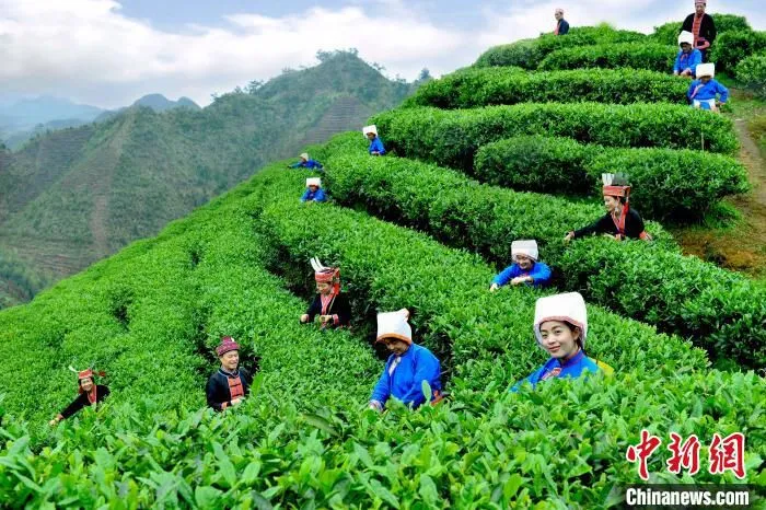 瑶族姑娘在茶山上采茶。　六段瑶寨供图