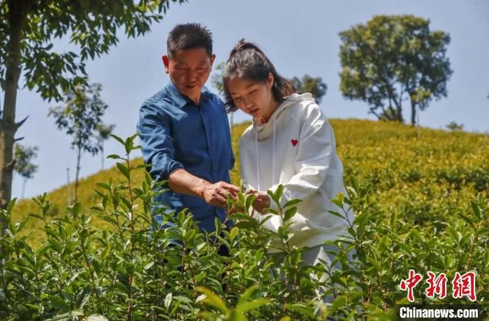 马倩芸与父亲马平华查看茶叶长势 王树成 摄