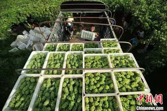 眼下正值陈集镇葡萄丰收季节的。　陈轩 摄