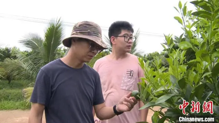 图为黄尧(左)和宋丰(右)在果区查看澄迈福橙长势 陈英清 摄