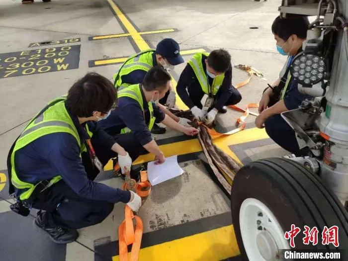 南航上海机务人员正在检查飞机系留绳。　南航供图