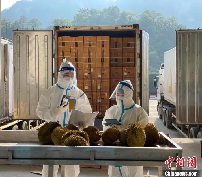 疫情下，友谊关海关关员正在对进口榴莲进行查验。　邓光平 摄
