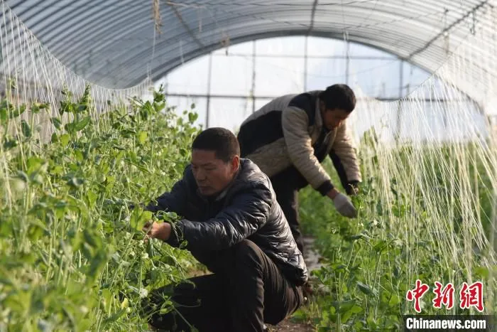 图为在朱合村康兴源家庭农场，村民在蔬菜大棚里对荷兰豆进行田间管理。　张宽 摄
